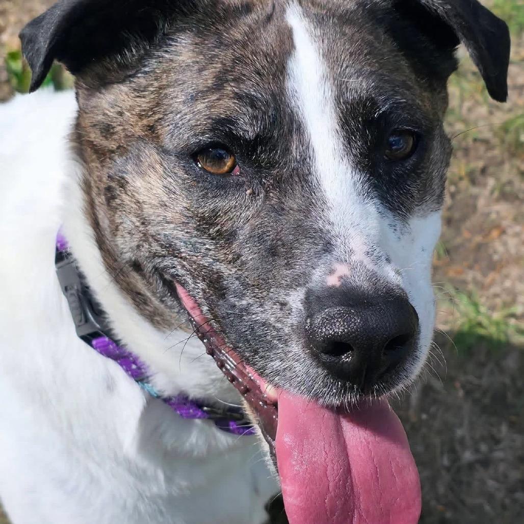 Enlarge Trixie, a Adoptable mixed breed in Conway, NH image 5/6