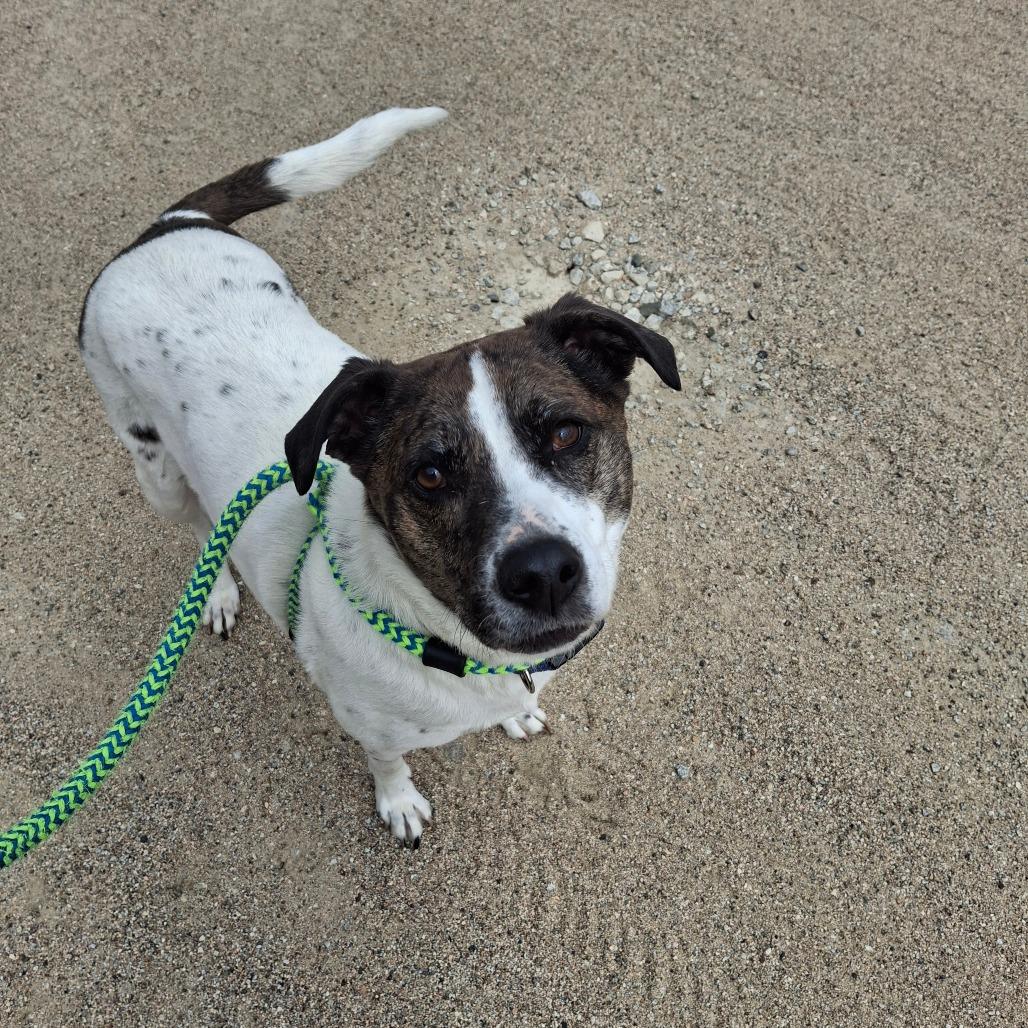 Enlarge Trixie, a Adoptable mixed breed in Conway, NH image 6/6