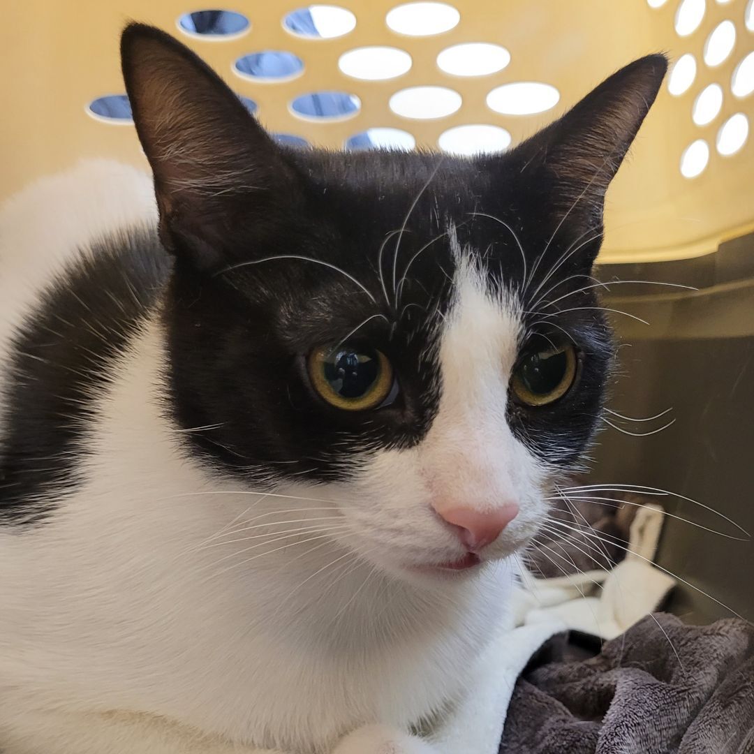 Luna, a Adoptable American Shorthair in Bayside, NY image 1/17