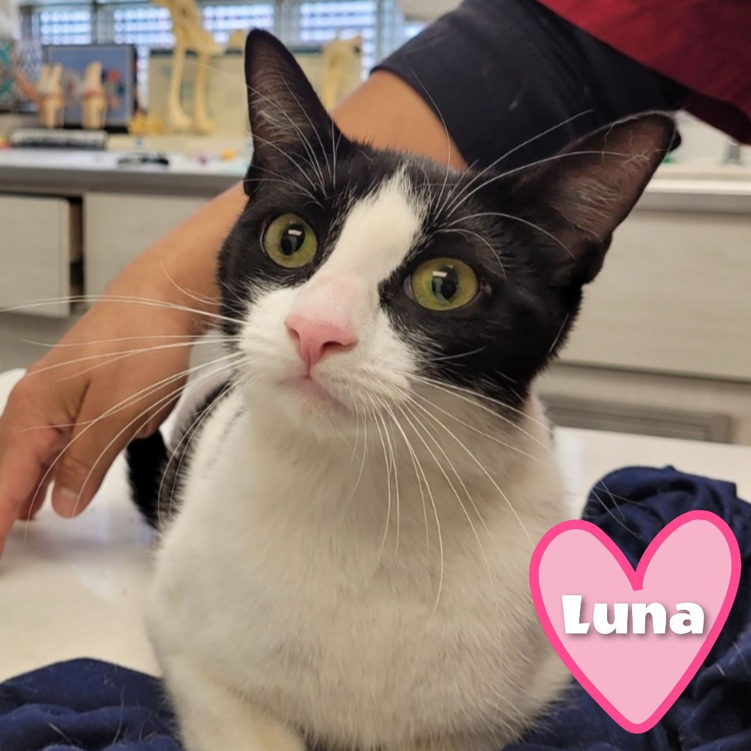 Luna, a Adoptable American Shorthair in Bayside, NY image 3/17