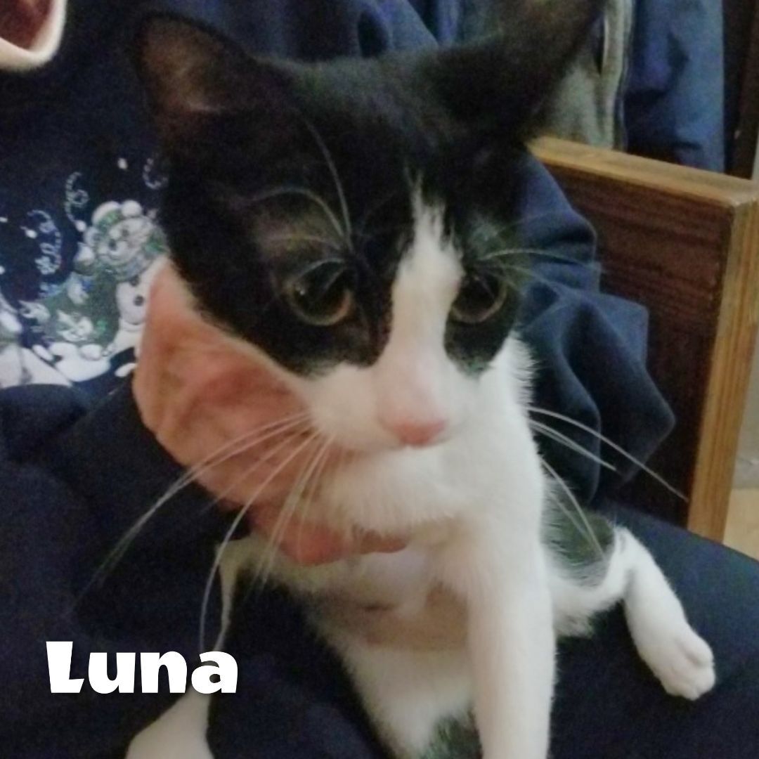 Luna, a Adoptable American Shorthair in Bayside, NY image 4/17