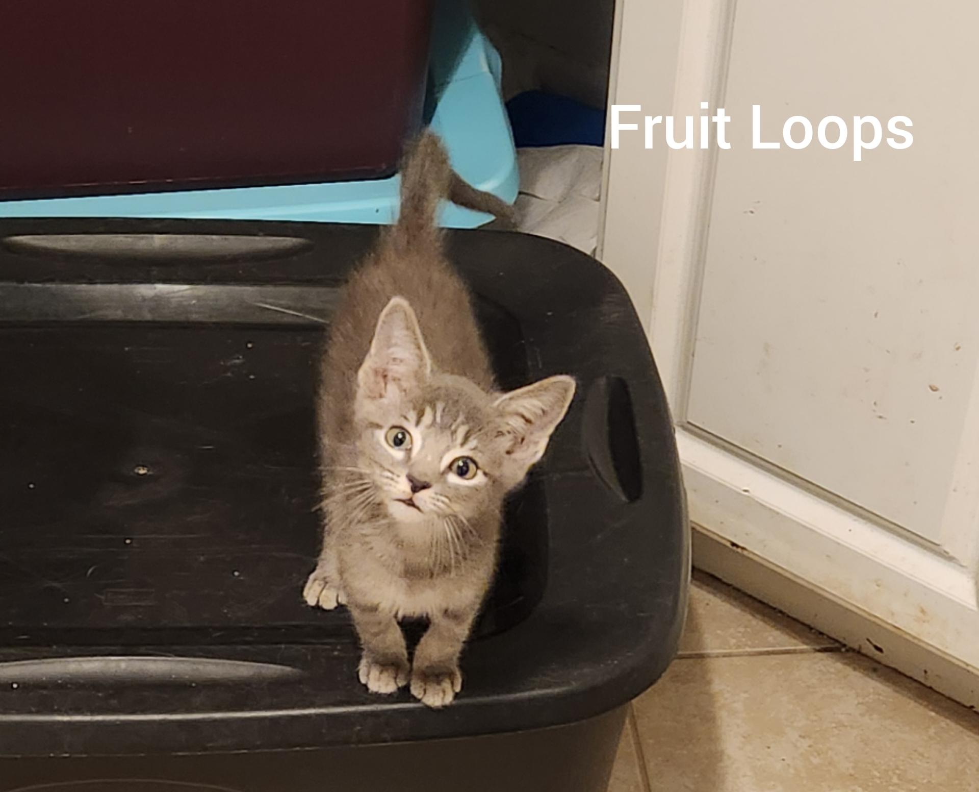 Fruit Loops ( Orlando Fl), Adoptable, Kitten Male Russian Blue & Tabby.