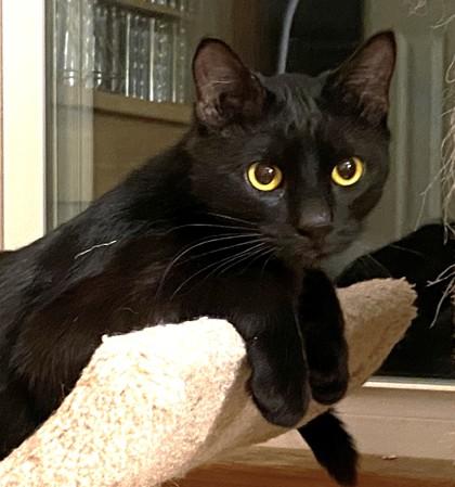 Warren, Adoptable, Adult Male Domestic Short Hair & Domestic Short Hair.