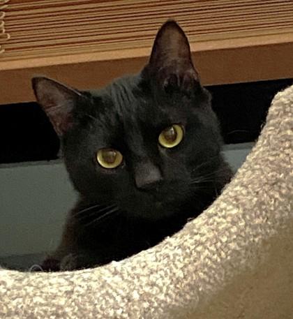 Warren, a Adoptable mixed breed in Quakertown, PA image 2/3