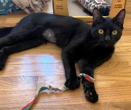 Warren, a Adoptable mixed breed in Quakertown, PA image 3/3