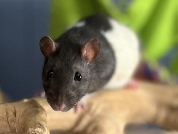 Fondu, Adult Female unknown