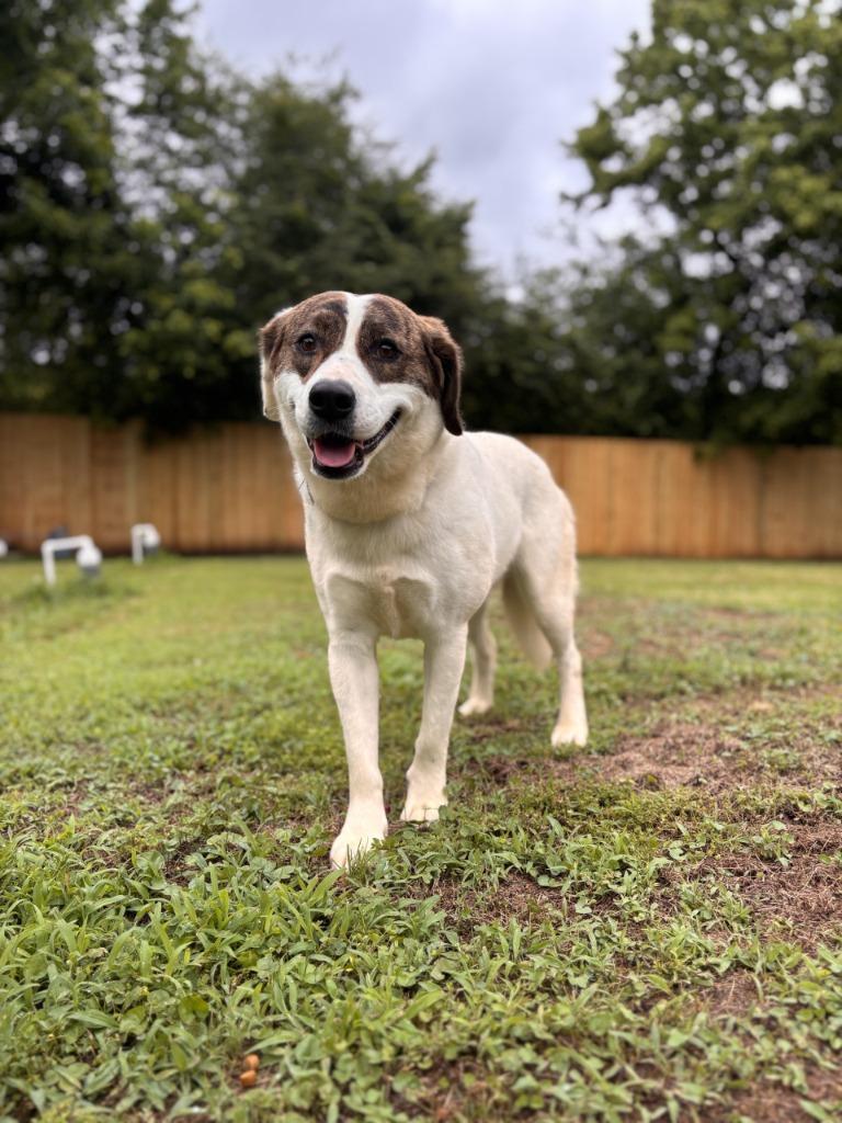 Enlarge Bonnie, a Adoptable mixed breed in Little Rock, AR image 2/4