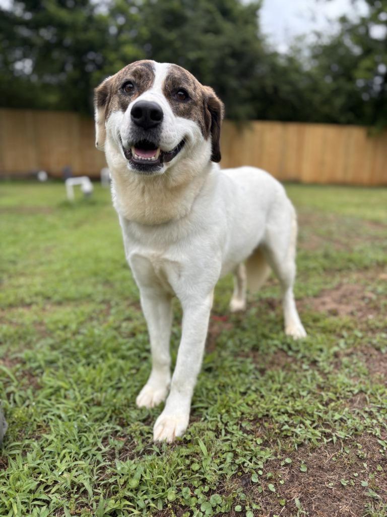 Bonnie, Adoptable, Adult Female Anatolian Shepherd & Labrador Retriever.