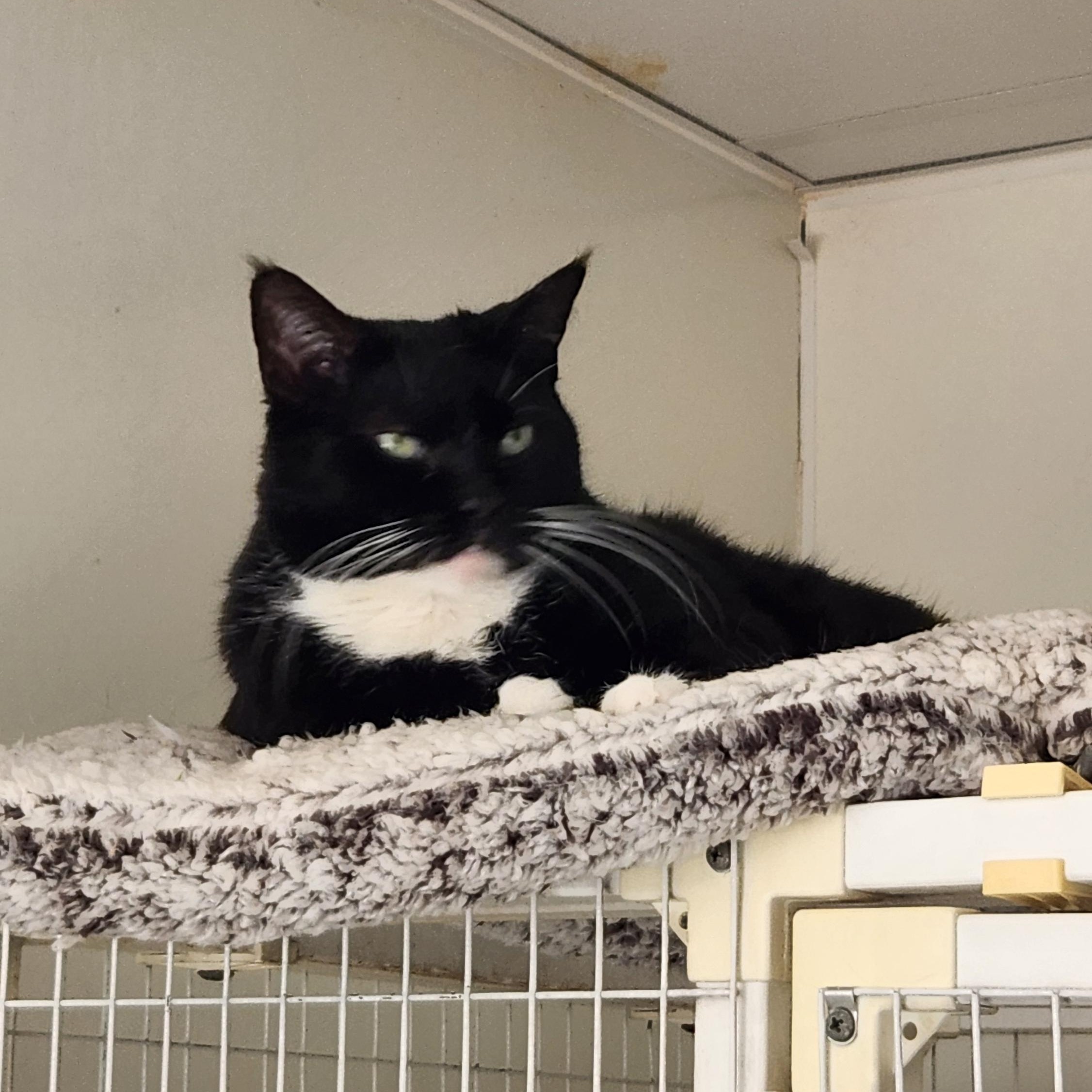 Mochita, a ADOPTABLE Tuxedo in Clifton, NJ image 3/4