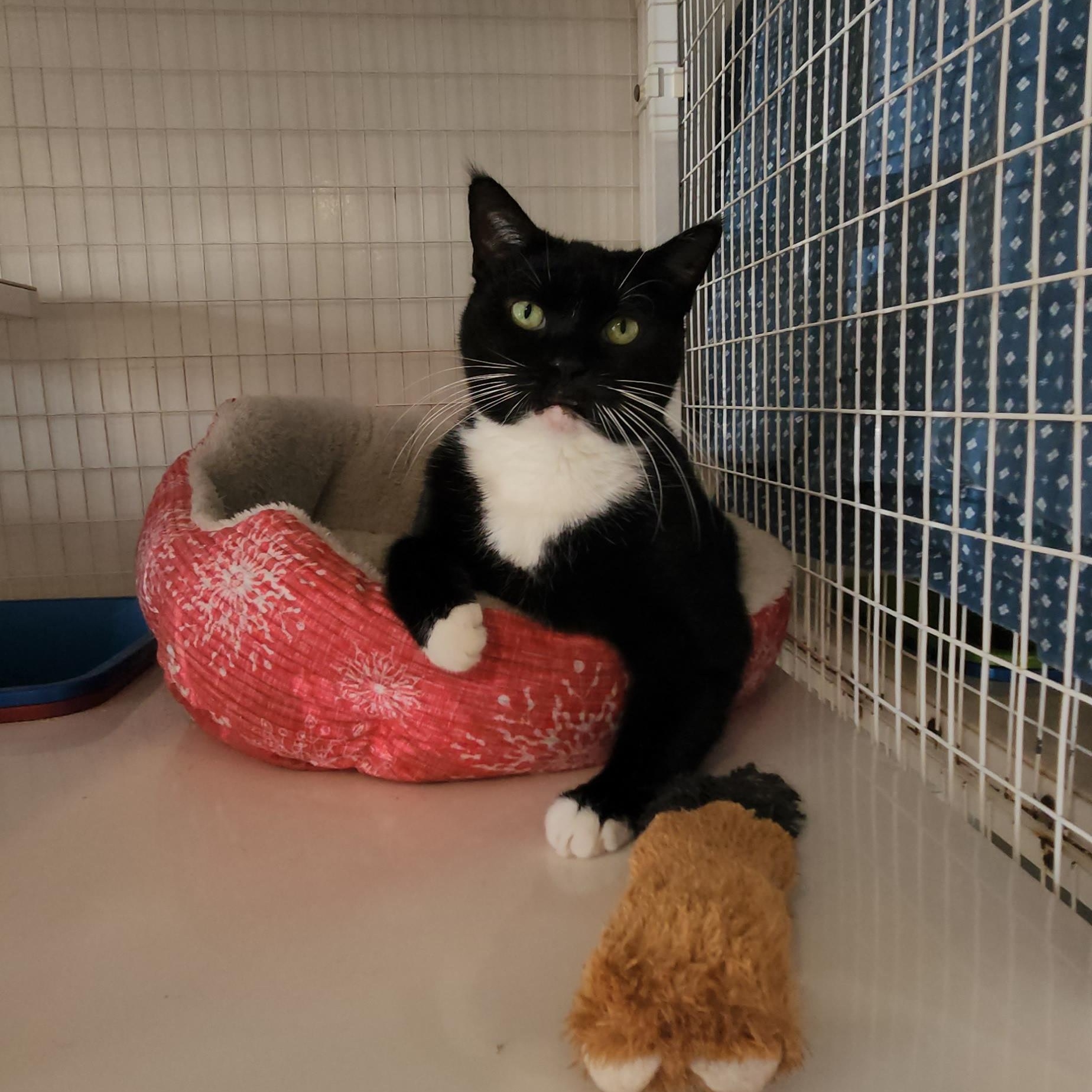 Mochita, ADOPTABLE, Adult Female Tuxedo.