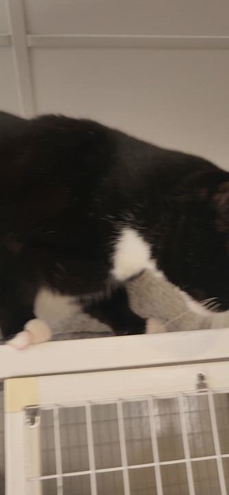 Enlarge Mochita, a ADOPTABLE Tuxedo in Clifton, NJ video 4/4