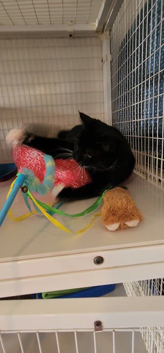 Enlarge Mochita, a ADOPTABLE Tuxedo in Clifton, NJ video 2/4