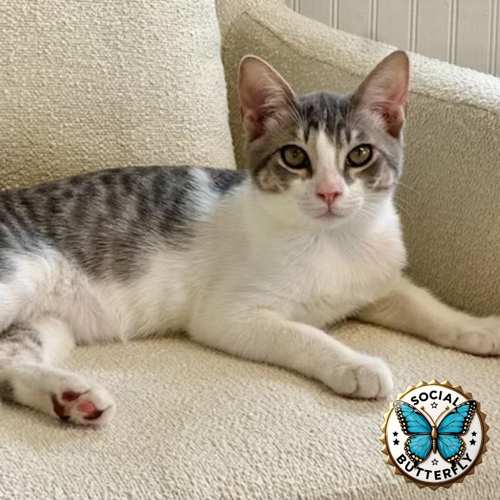 Bentley, Adoptable, Kitten Male Manx.