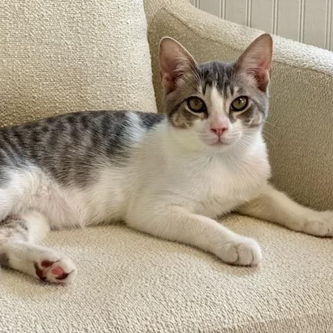 Enlarge Bentley, a Adoptable Manx in Jupiter, FL image 2/3