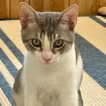 Enlarge Bentley, a Adoptable Manx in Jupiter, FL image 3/3