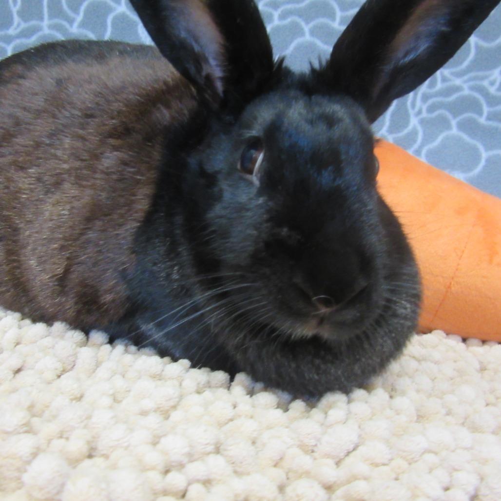 Matilda, Adoptable, Young Female American.