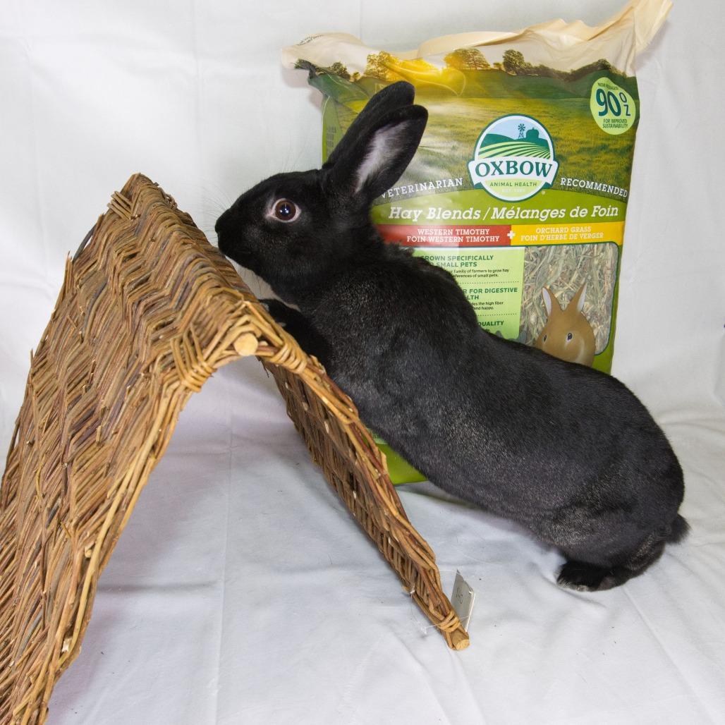 Enlarge Matilda, a Adoptable American in Newport, PA image 3/4