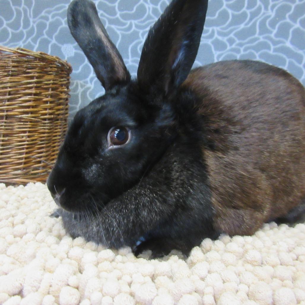 Enlarge Matilda, a Adoptable American in Newport, PA image 3/3