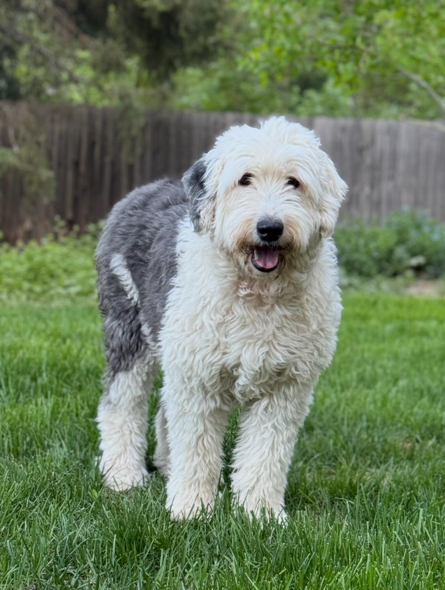 Enlarge Lucy, a Adopted Old English Sheepdog in Park City, UT image 3/6