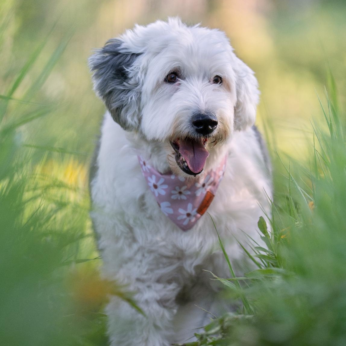 Enlarge Lucy, a Adopted Old English Sheepdog in Park City, UT image 5/6