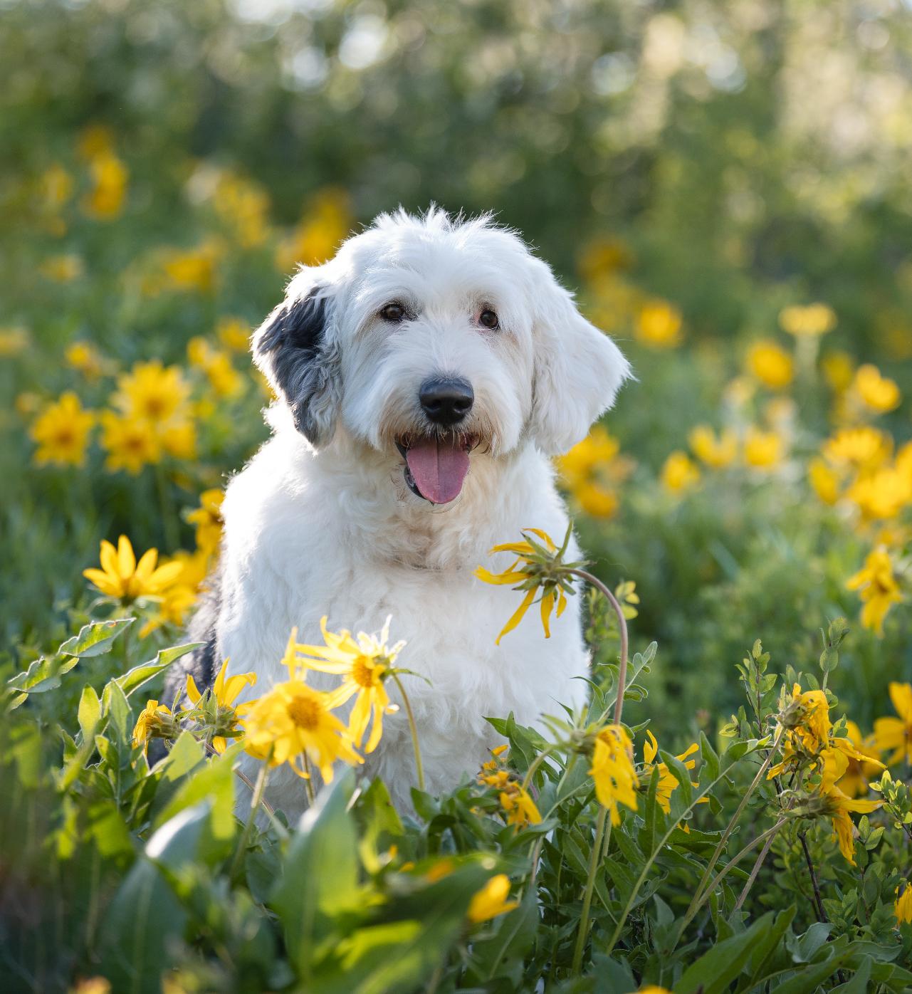 Lucy, Adopted, Adult Female Old English Sheepdog.