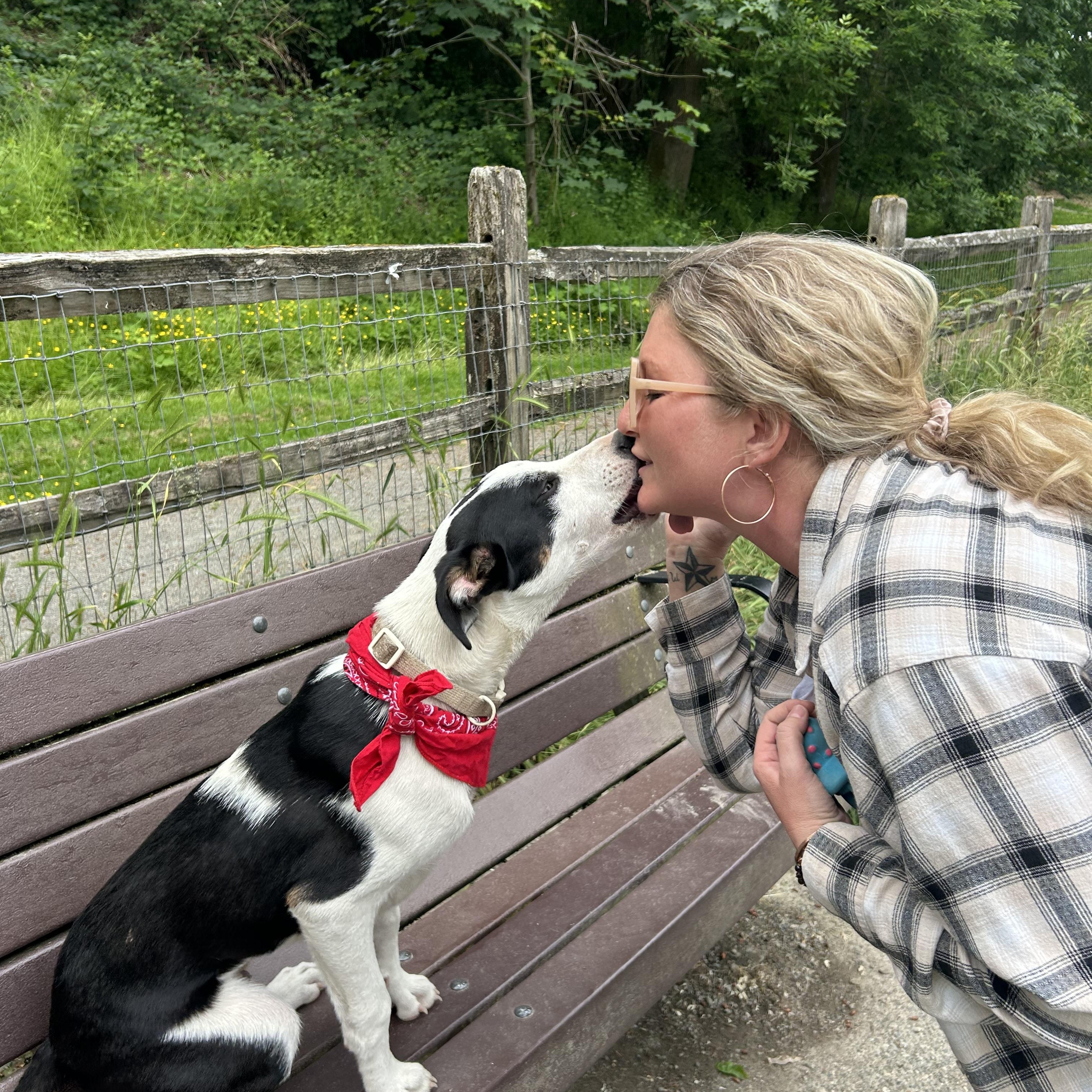 Enlarge Murphy, a Adoptable mixed breed in Port Angeles, WA image 2/6