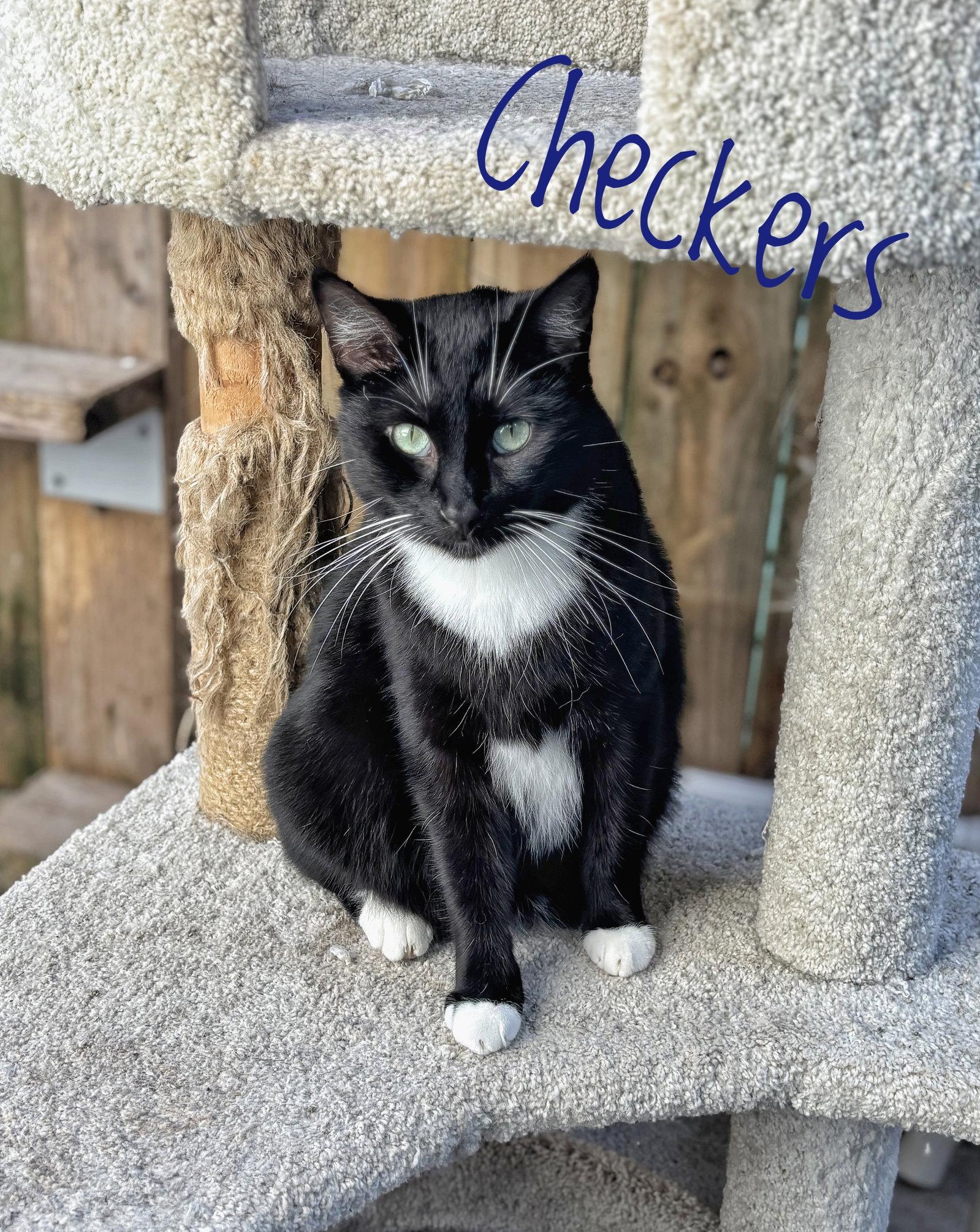 Checkers, Adoptable, Adult Male Tuxedo.