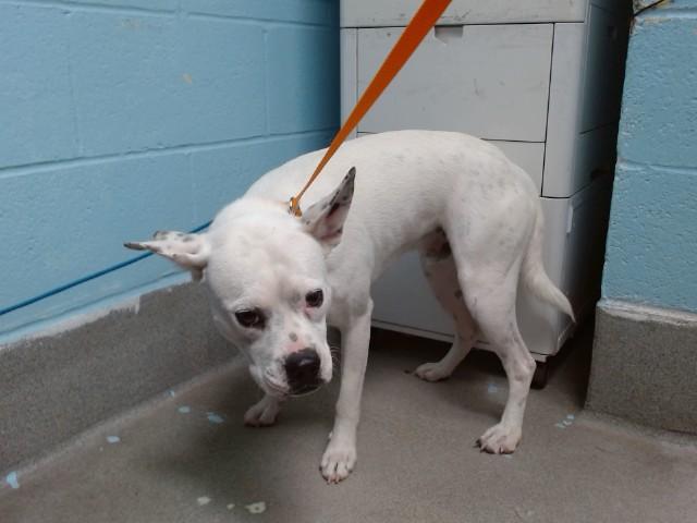 Enlarge SPOT, a Adoptable mixed breed in Albuquerque, NM image 1/1
