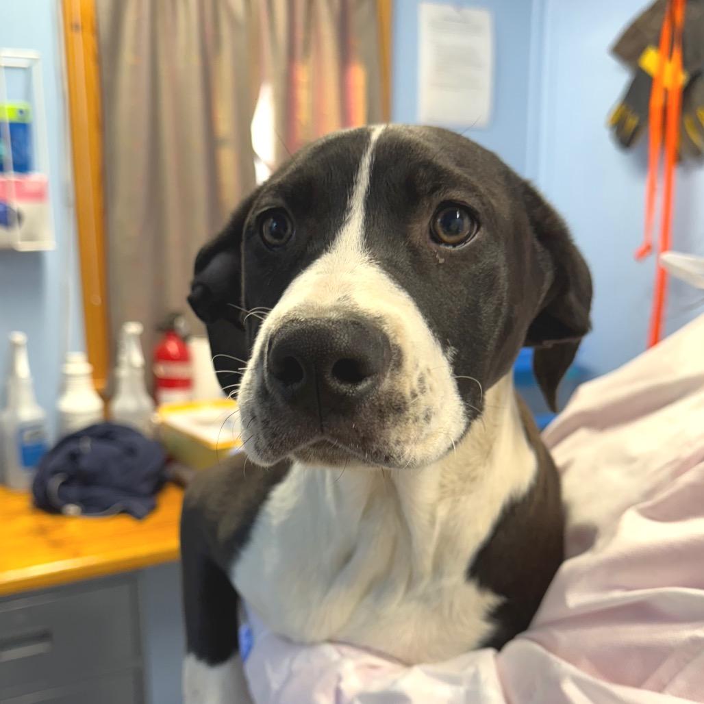 Riley, Adoptable, Young Male Mixed Breed.