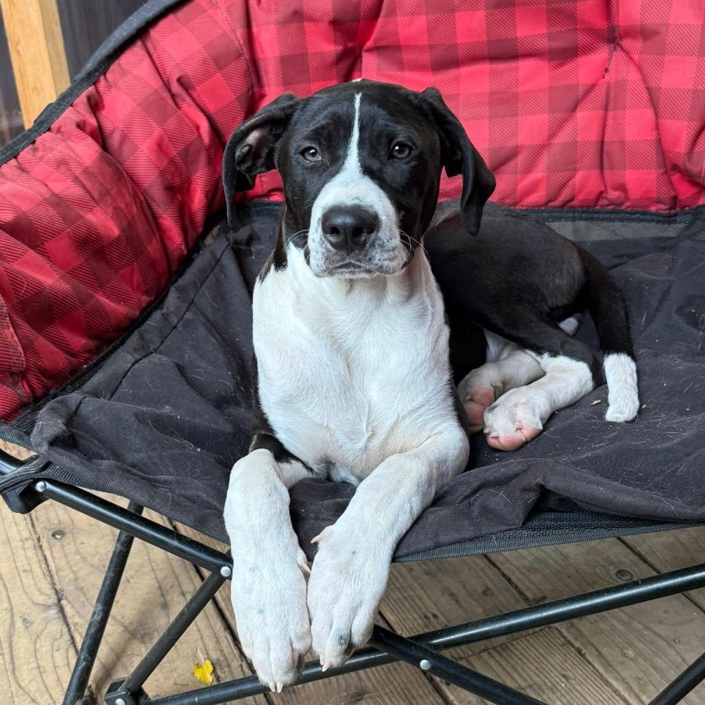 Riley, a Adoptable Mixed Breed in Redwood Valley, CA image 2/5