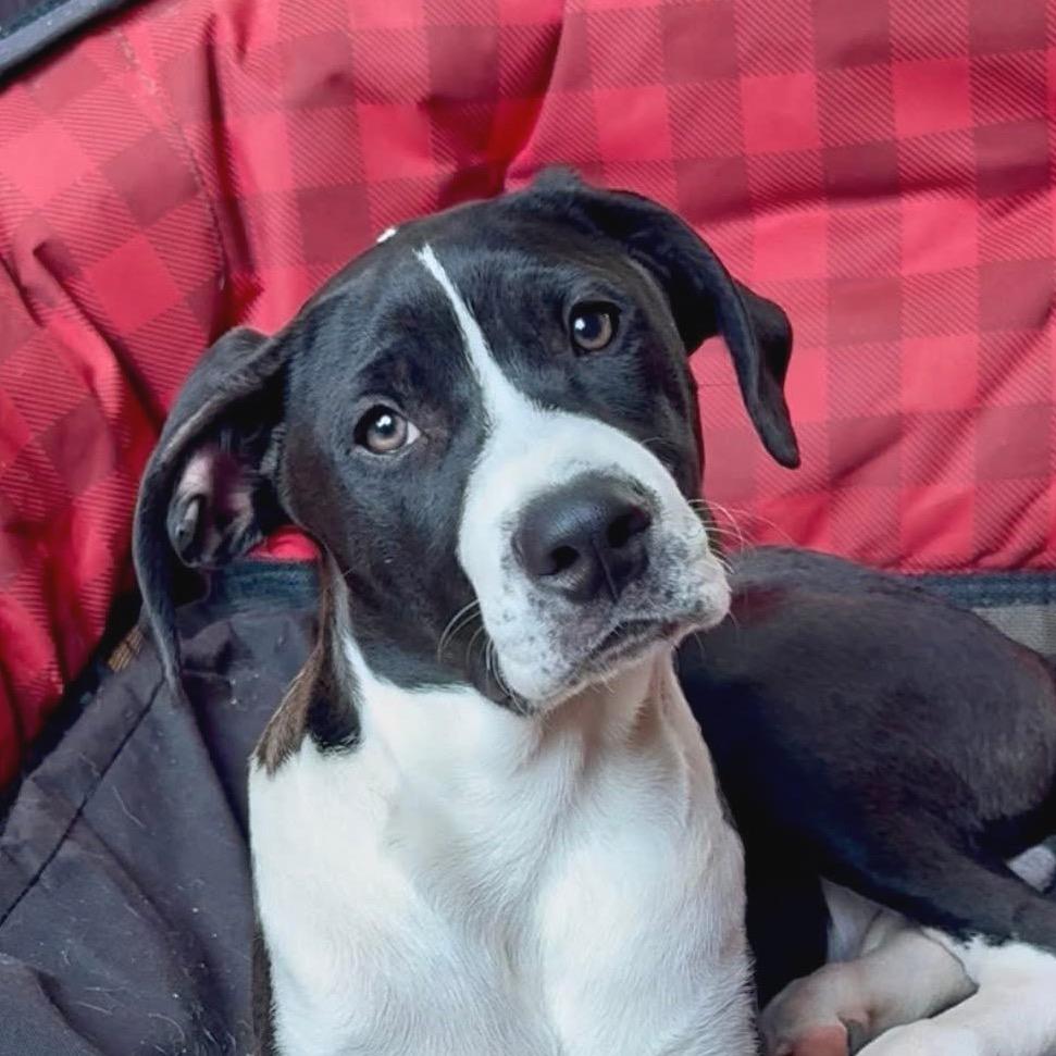 Riley, a Adoptable Mixed Breed in Redwood Valley, CA image 3/5