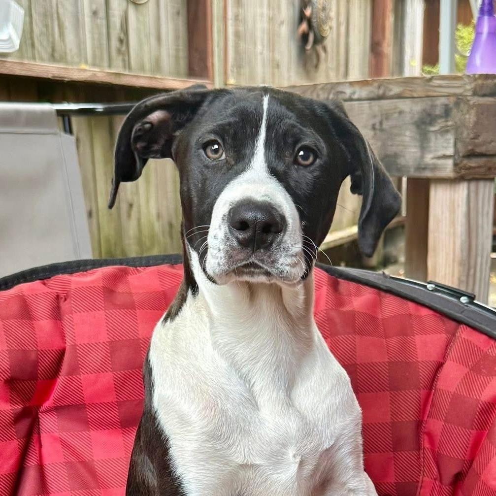 Riley, a Adoptable Mixed Breed in Redwood Valley, CA image 1/5