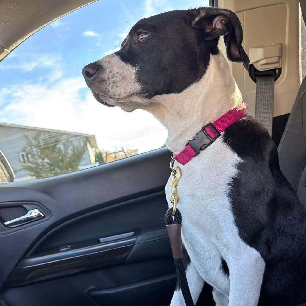 Riley, a Adoptable Mixed Breed in Redwood Valley, CA image 5/5