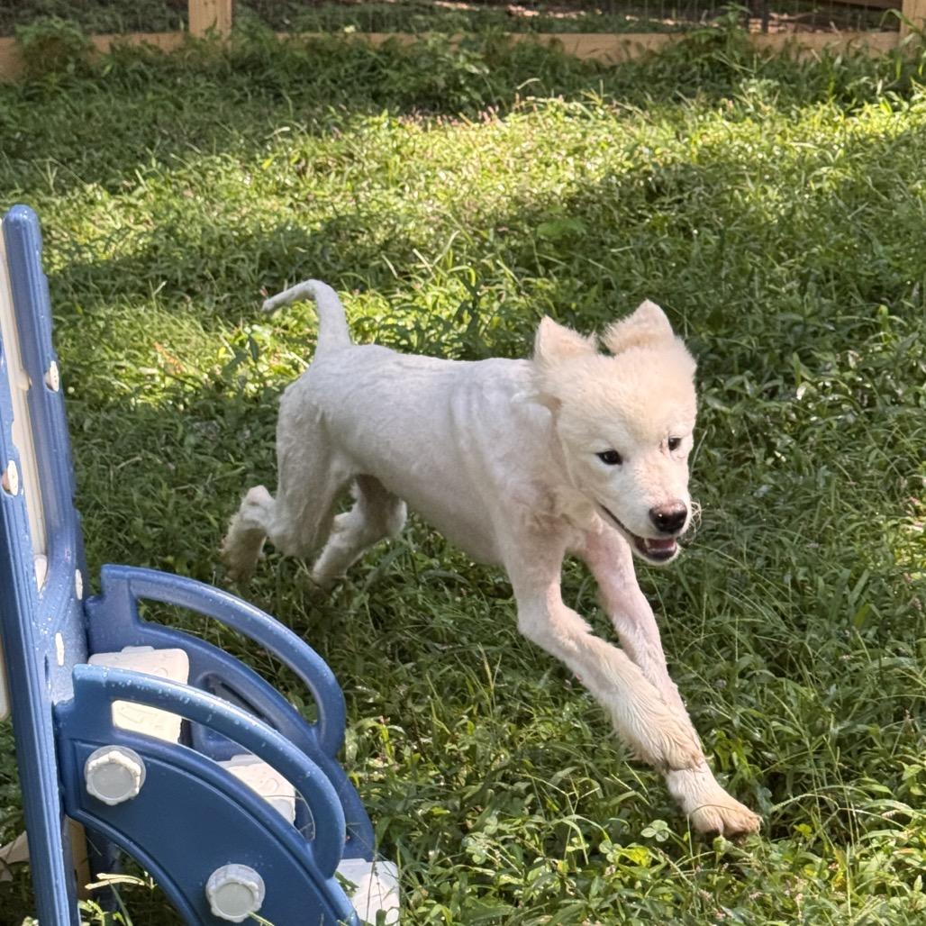 Kota, Adoptable, Adult Male Samoyed.