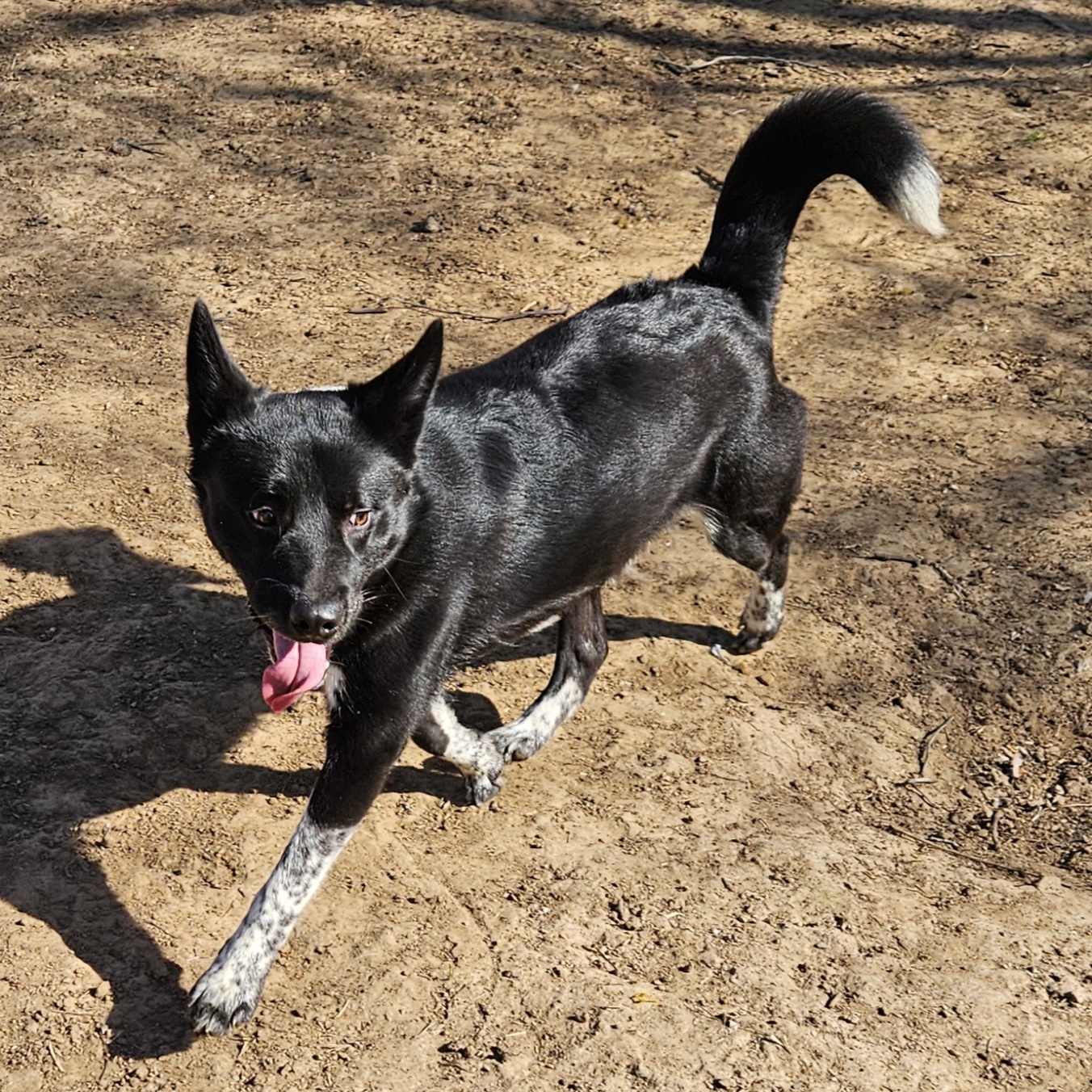 Miles, a Adoptable mixed breed in Bixby, OK image 3/5