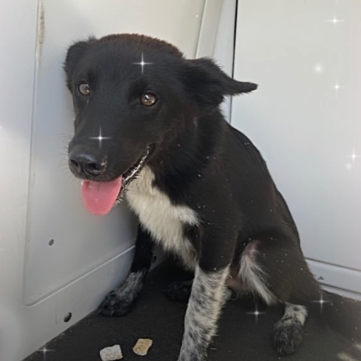 Miles, a Adoptable mixed breed in Bixby, OK image 5/5