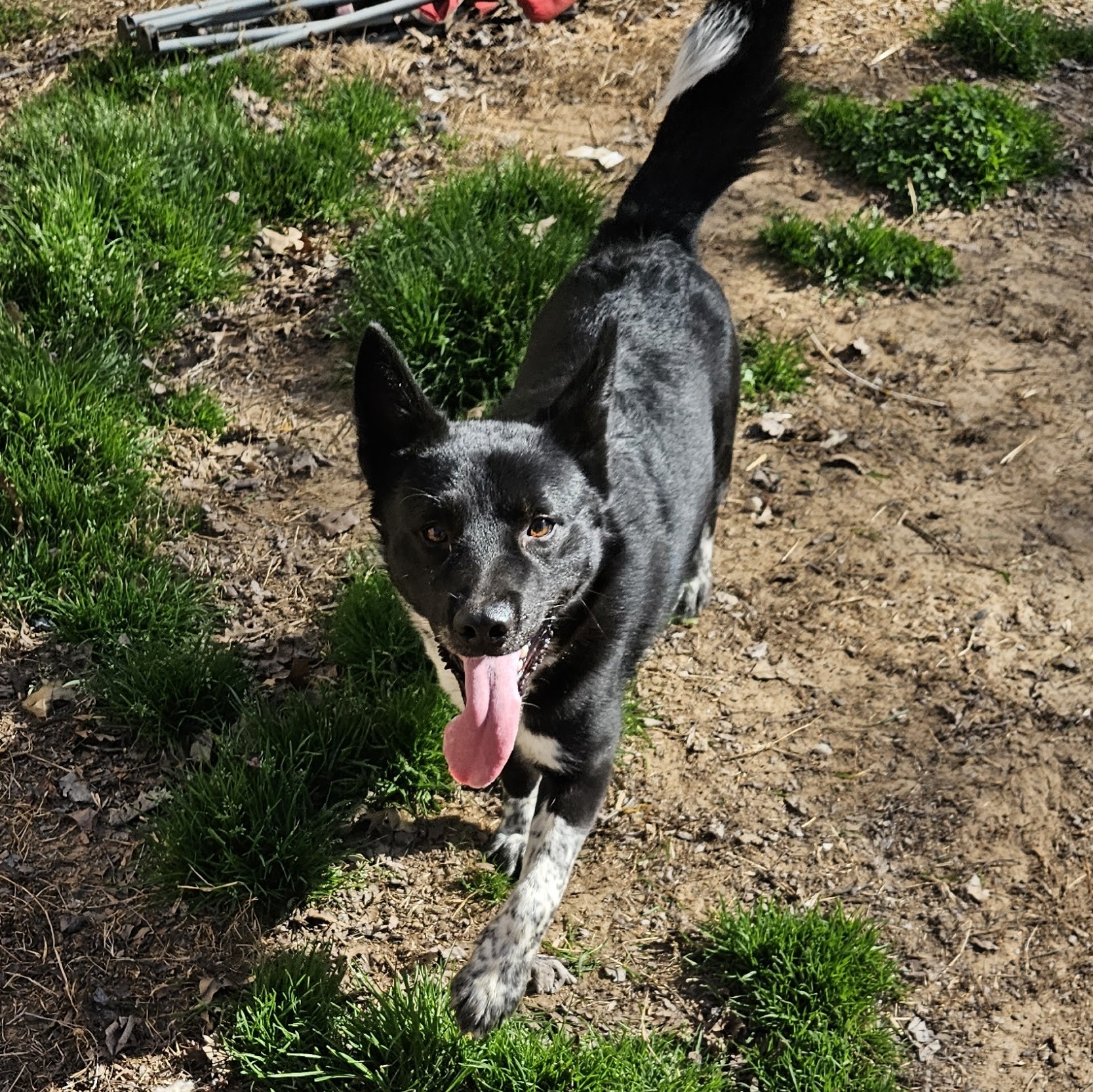 Miles, a Adoptable mixed breed in Bixby, OK image 4/5