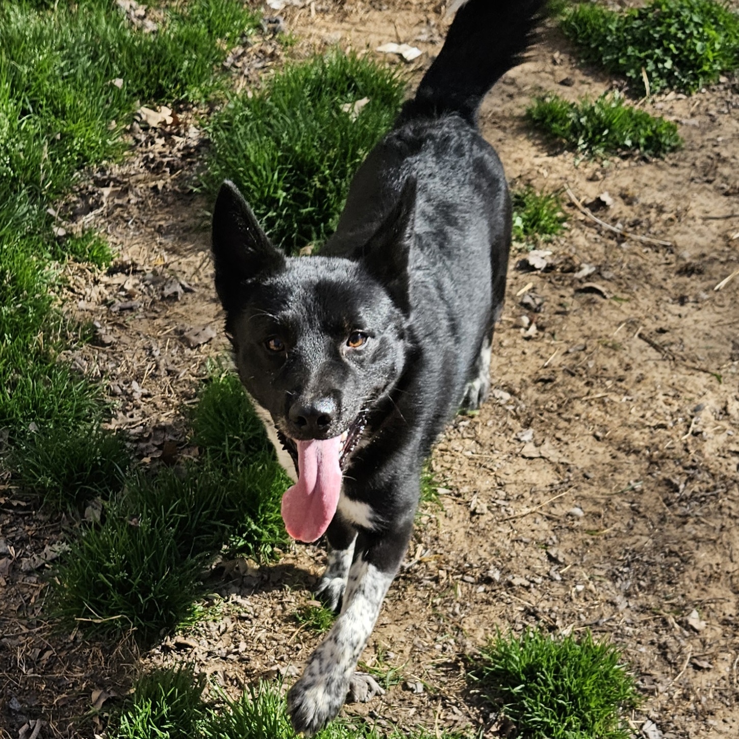 Miles, a Adoptable mixed breed in Bixby, OK image 1/5