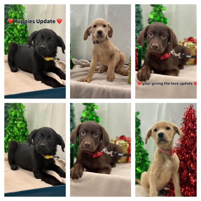 Puppies Update!, Adoptable, Puppy Female Labrador Retriever.