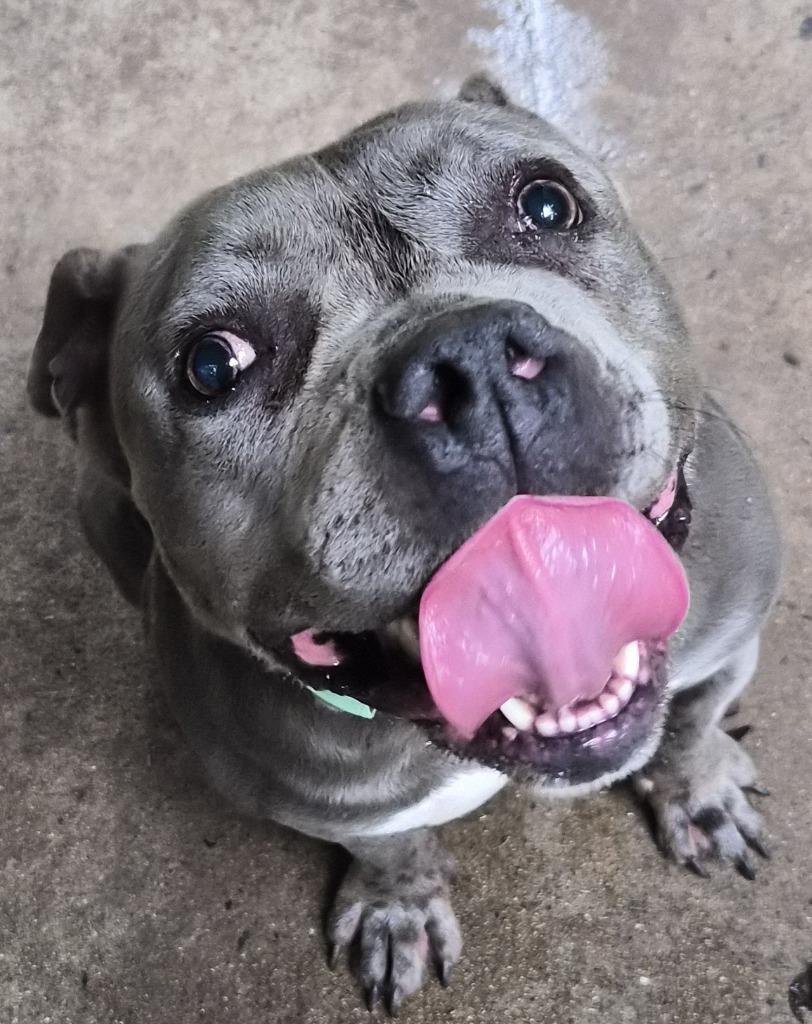 Frog, Adoptable, Adult Female Staffordshire Bull Terrier.