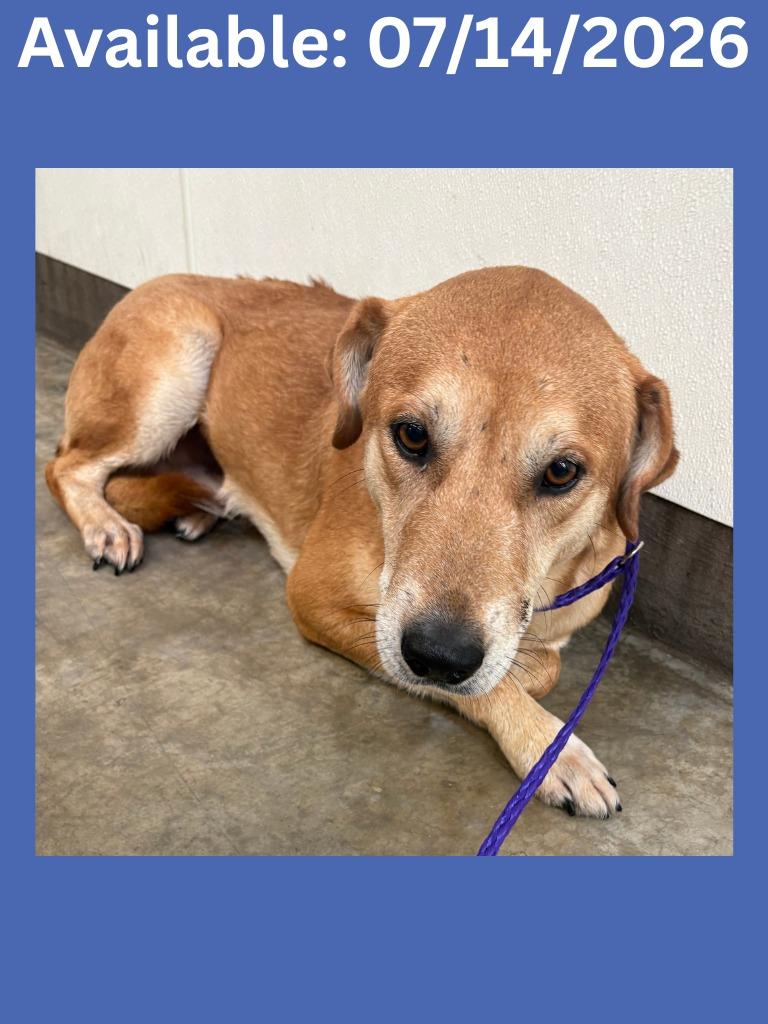 Enlarge Dog Kennel #33, a Adoptable Labrador Retriever in Greenville, TX image 1/1