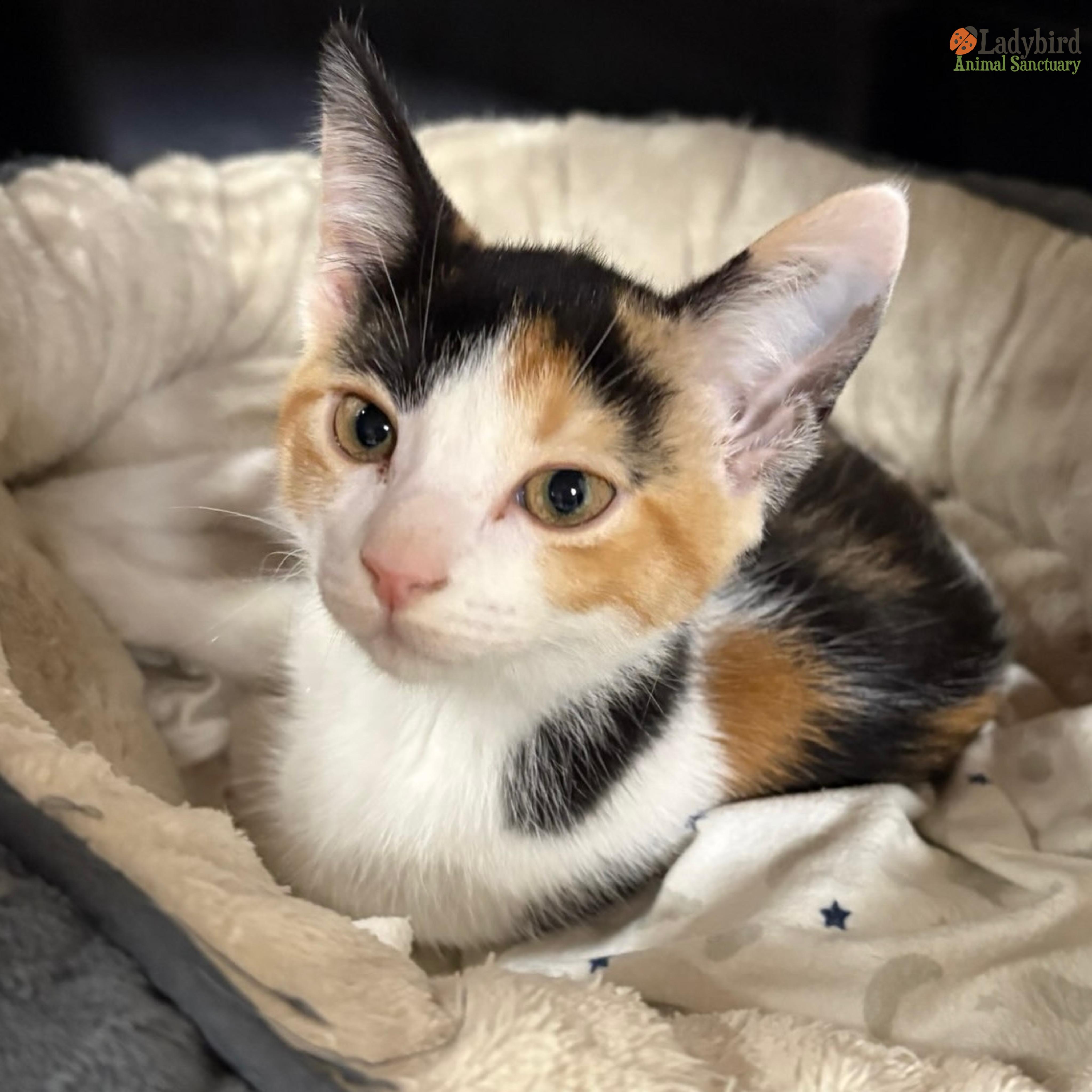 Enlarge Babs (Bonded to Larry), a Adoptable mixed breed in Hamilton, ON image 5/6