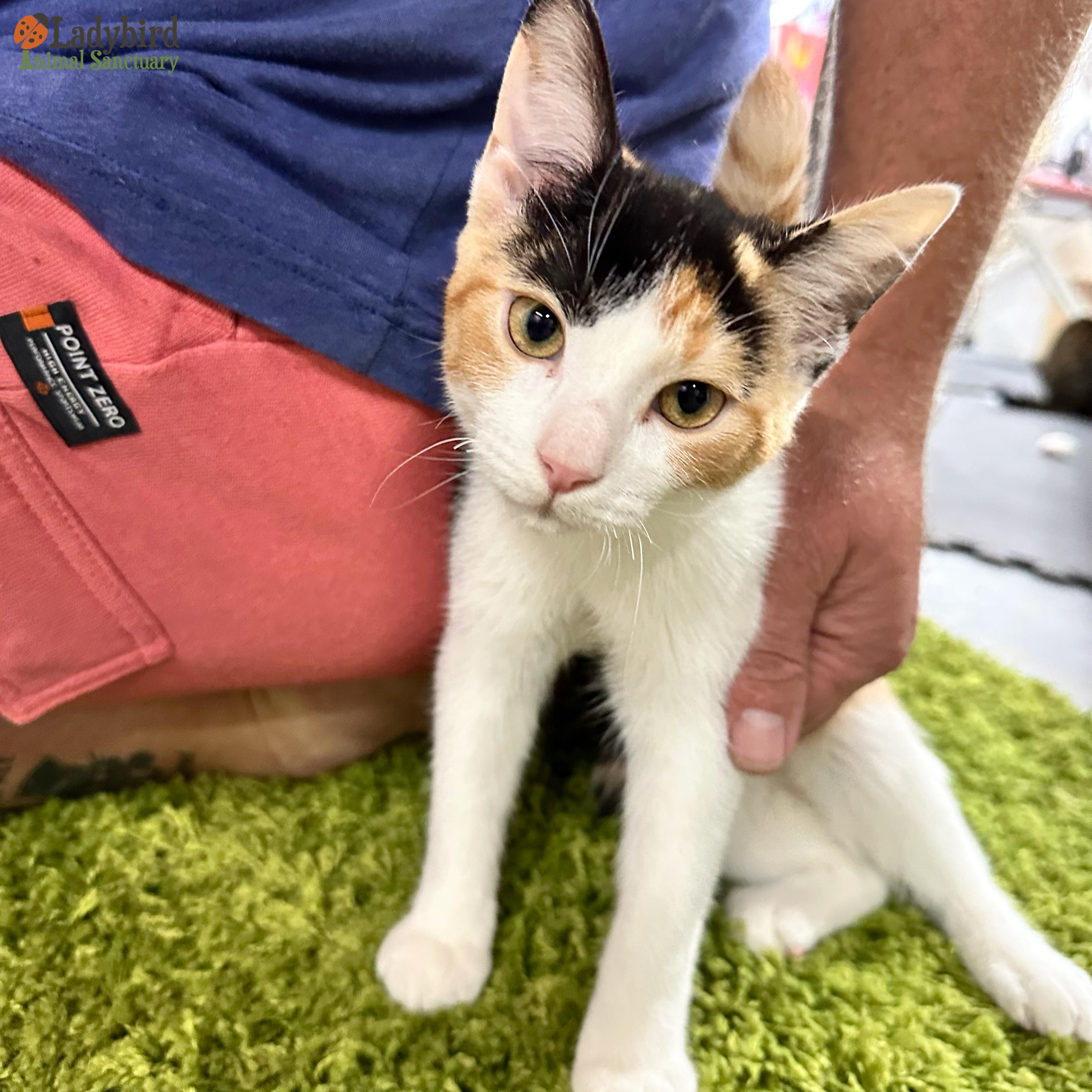 Babs (Bonded to Larry), Adoptable, Young Female Domestic Short Hair.