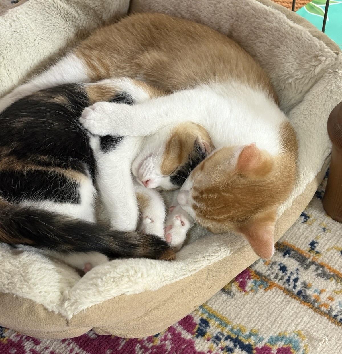 Enlarge Babs (Bonded to Larry), a Adoptable mixed breed in Hamilton, ON image 3/6