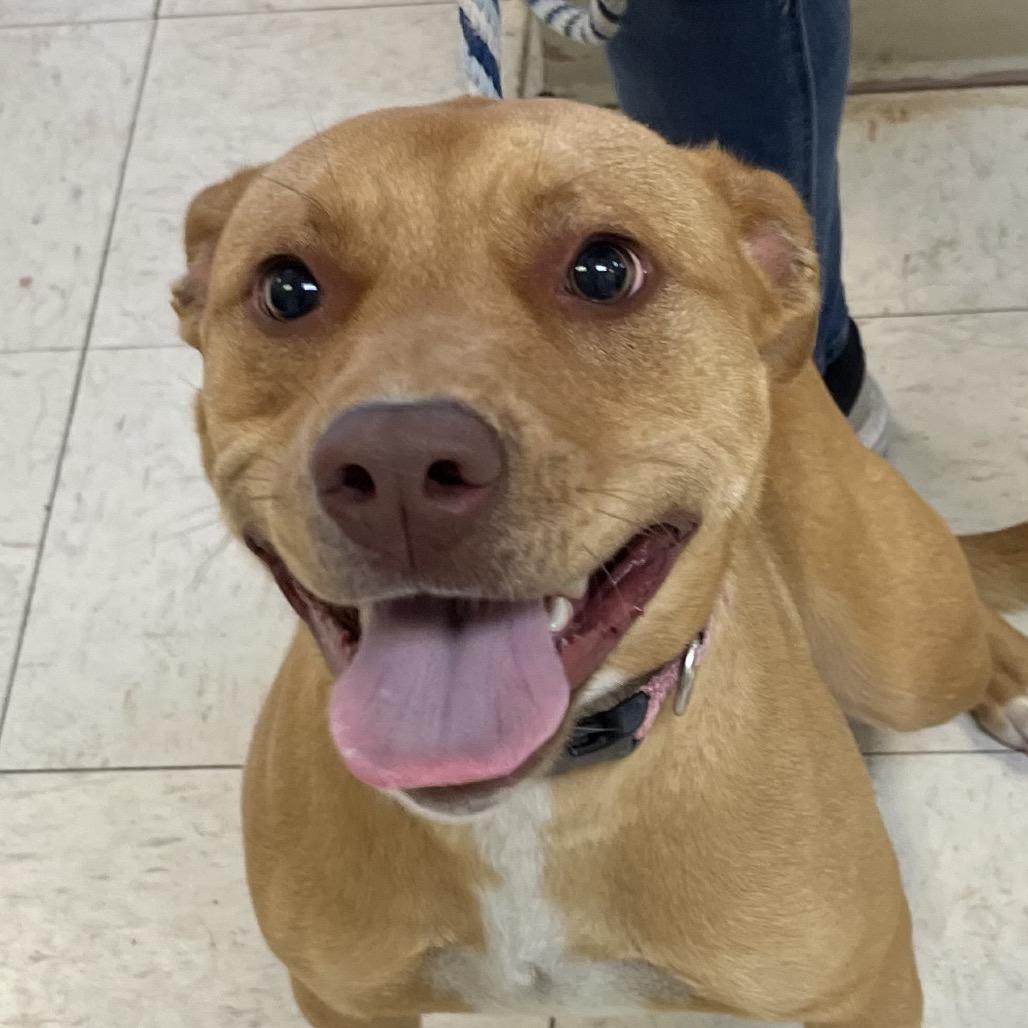 Enlarge Brinn, a Adoptable Mixed Breed in Jacksonville, AR image 1/1