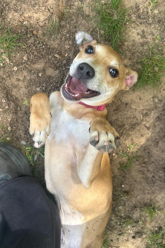 Dixie, Adoptable, Puppy Female Labrador Retriever.