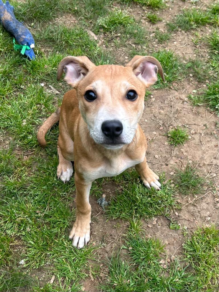 Enlarge Dixie, a Adoptable Labrador Retriever in Benton, AR image 2/4