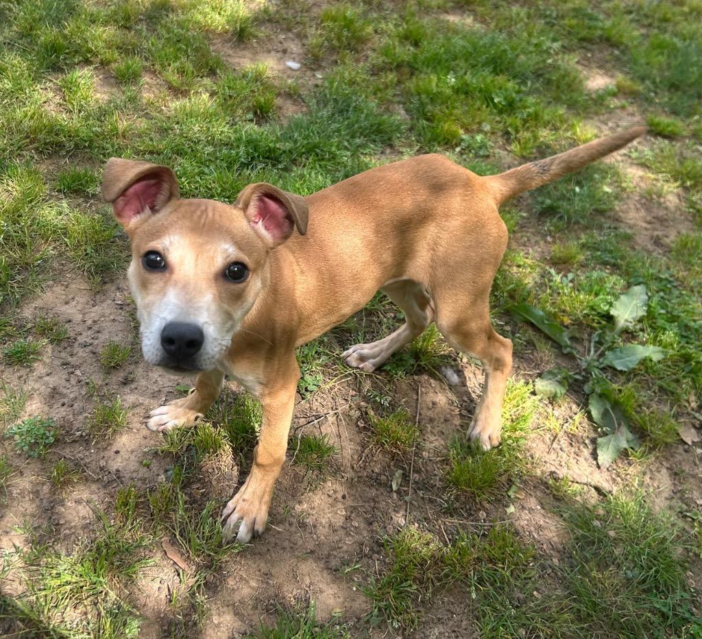 Enlarge Dixie, a Adoptable Labrador Retriever in Benton, AR image 3/4