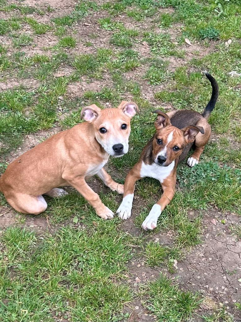 Enlarge Dixie, a Adoptable Labrador Retriever in Benton, AR image 4/4