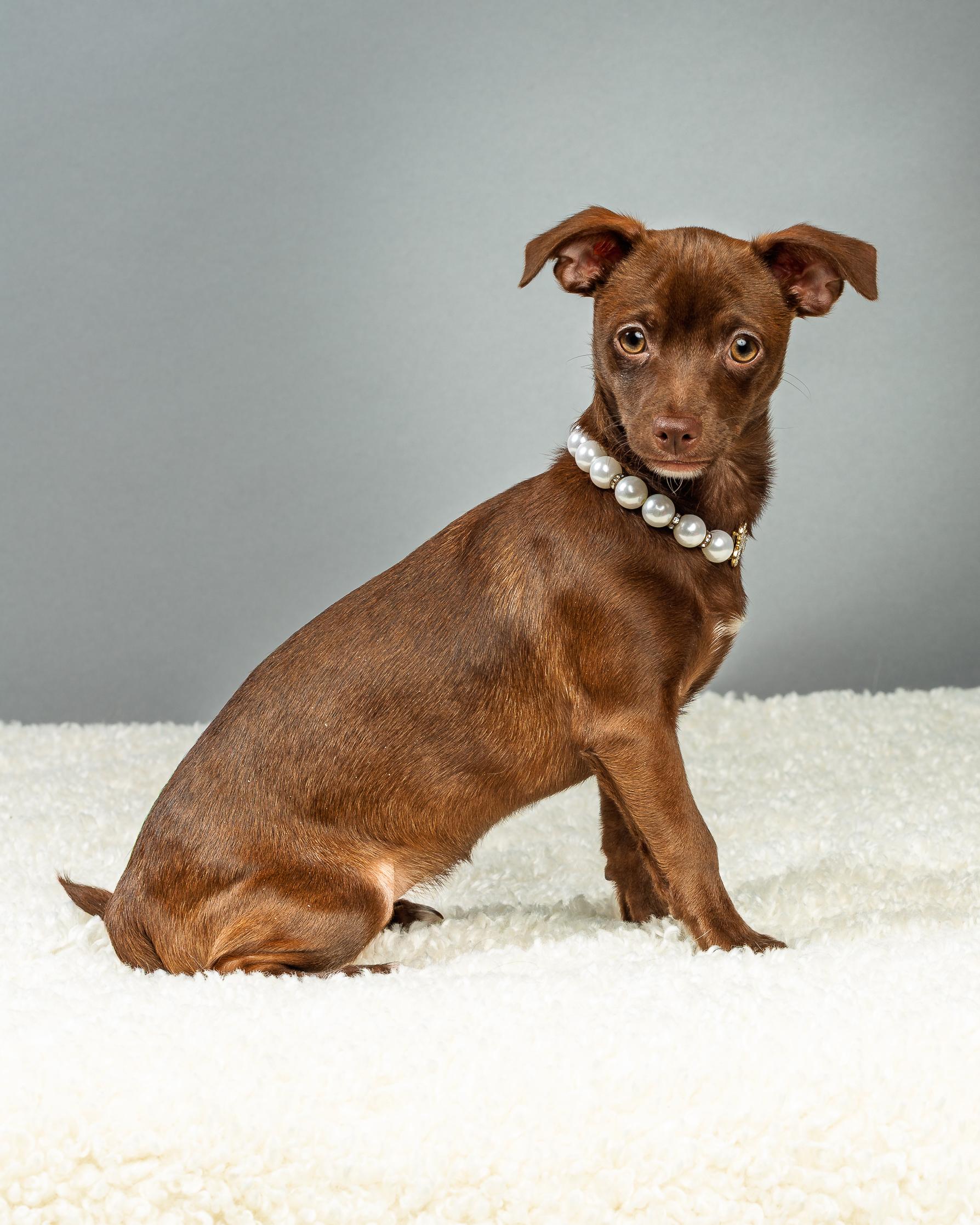 Enlarge Emmie - Puppy - Coming Mid January, an adopted Chihuahua in Plano, TX image 4/6